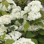 Hortenzia stromčekovitá (Hydrangea arborescens) 'FlowerWOW®' First Edition® - výška 30-40 cm, kont. C2L - OBROVSKÉ KVETY